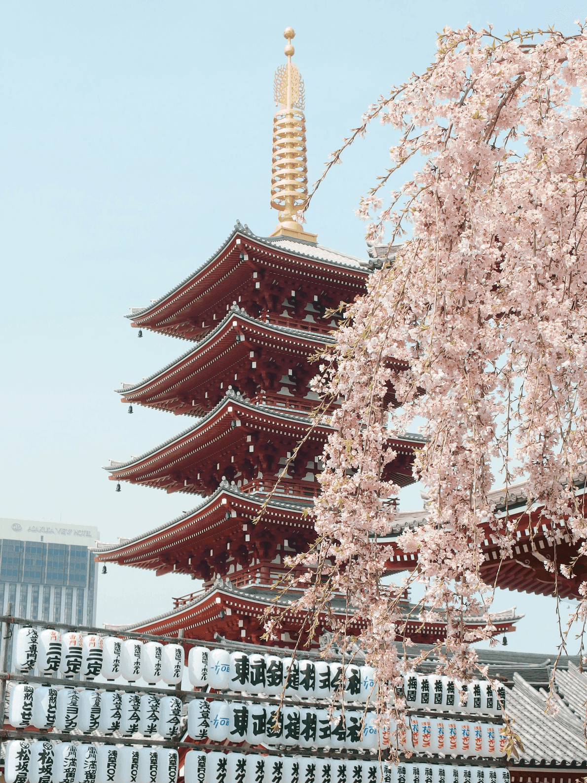 japan_cherry_blossom.png